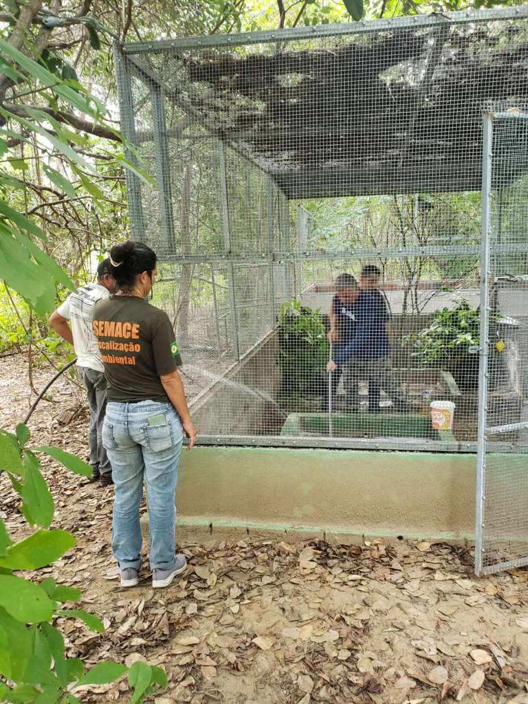 Semace Em Parceria Ibama E Instituto Pr Silvestre Realizam Soltura